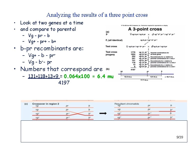 Analyzing the results of a three point cross • Look at two genes at
