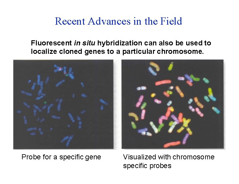Recent Advances in the Field Fluorescent in situ hybridization can also be used to
