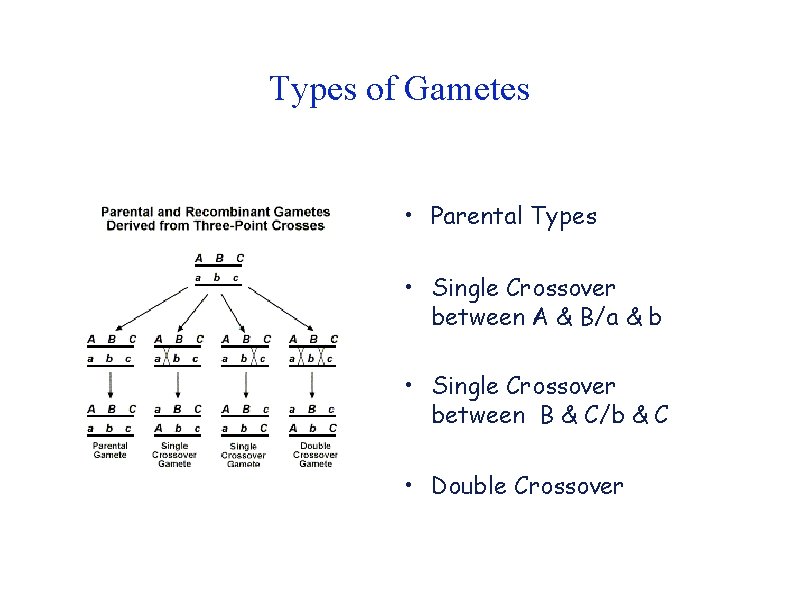 Types of Gametes • Parental Types • Single Crossover between A & B/a &
