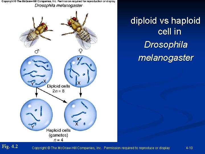 diploid vs haploid cell in Drosophila melanogaster Fig. 4. 2 Copyright © The Mc.