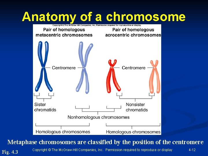 Anatomy of a chromosome Metaphase chromosomes are classified by the position of the centromere