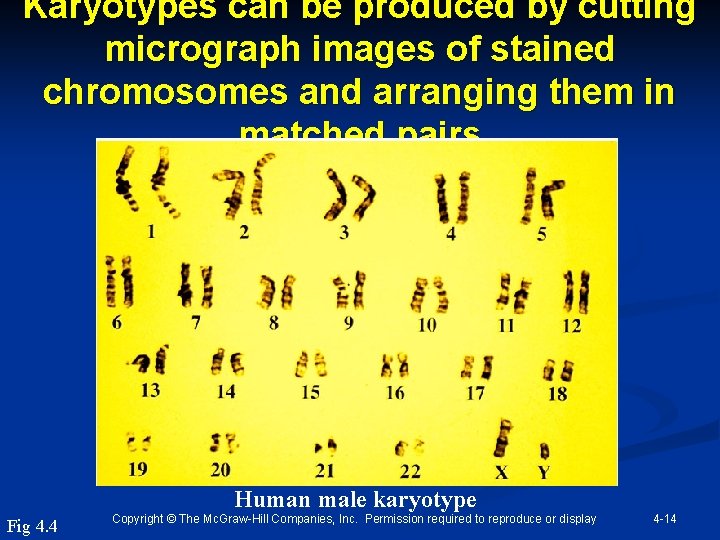 Karyotypes can be produced by cutting micrograph images of stained chromosomes and arranging them