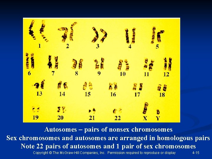 Autosomes – pairs of nonsex chromosomes Sex chromosomes and autosomes are arranged in homologous