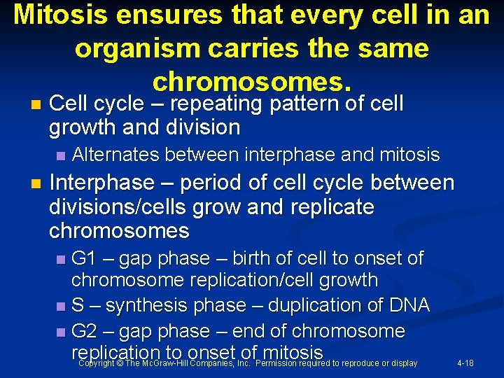 Mitosis ensures that every cell in an organism carries the same chromosomes. n Cell