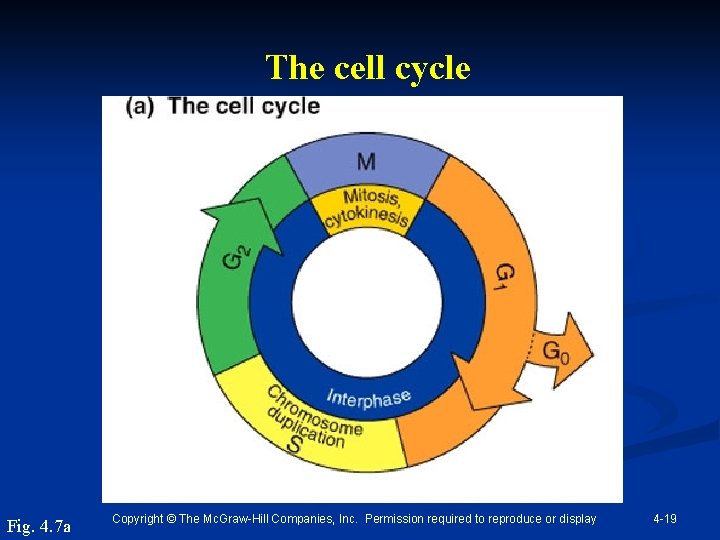 The cell cycle Fig. 4. 7 a Copyright © The Mc. Graw-Hill Companies, Inc.
