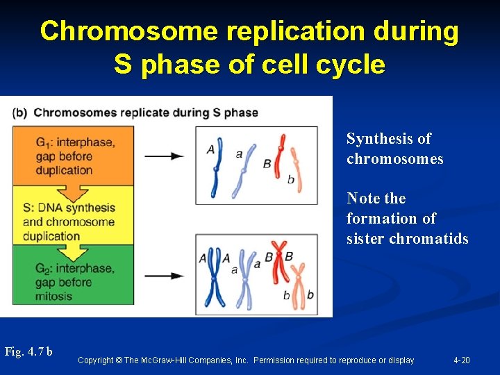 Chromosome replication during S phase of cell cycle Synthesis of chromosomes Note the formation