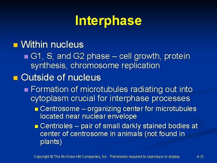 Interphase n Within nucleus n n G 1, S, and G 2 phase –