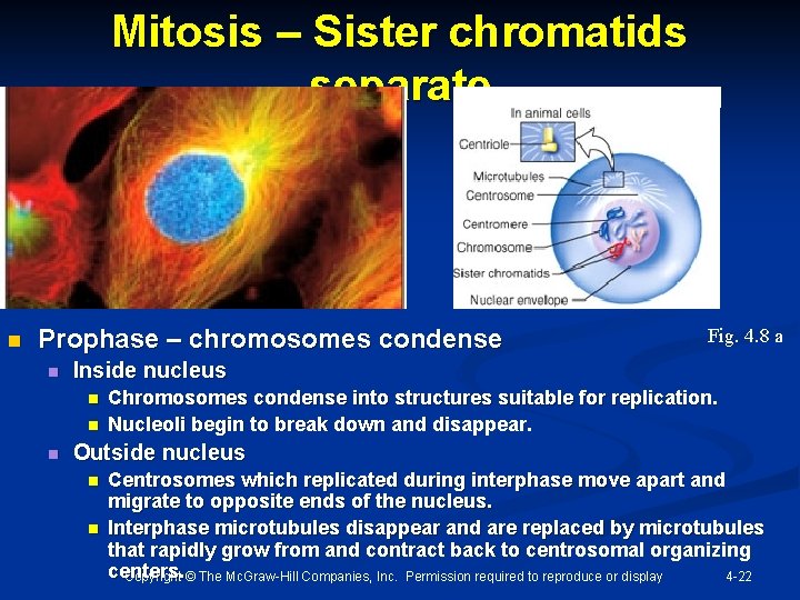 Mitosis – Sister chromatids separate n Prophase – chromosomes condense n Inside nucleus n