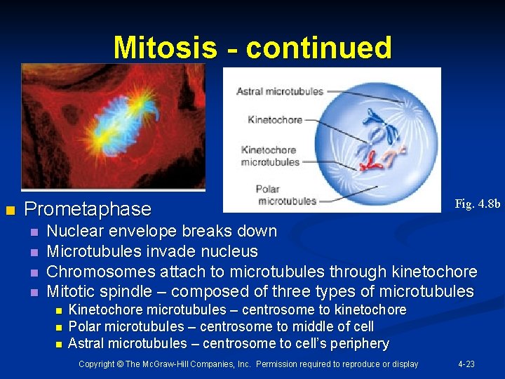 Mitosis - continued n Prometaphase n n Fig. 4. 8 b Nuclear envelope breaks