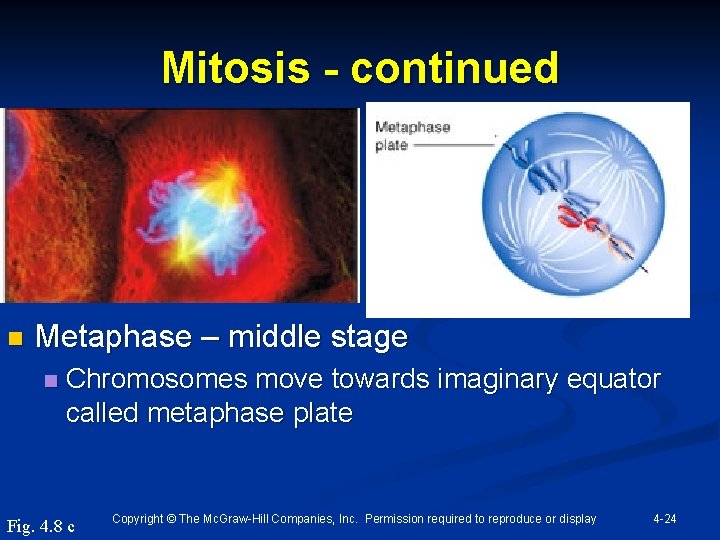 Mitosis - continued n Metaphase – middle stage n Chromosomes move towards imaginary equator