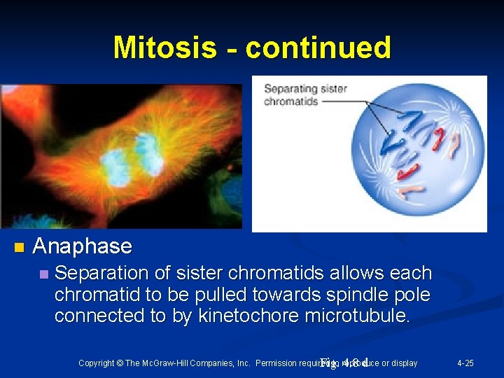 Mitosis - continued n Anaphase n Separation of sister chromatids allows each chromatid to