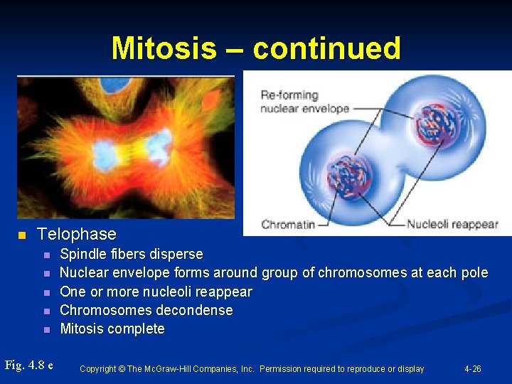 Mitosis – continued n Telophase n n n Fig. 4. 8 e Spindle fibers