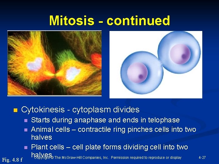 Mitosis - continued n Cytokinesis - cytoplasm divides n n n Fig. 4. 8