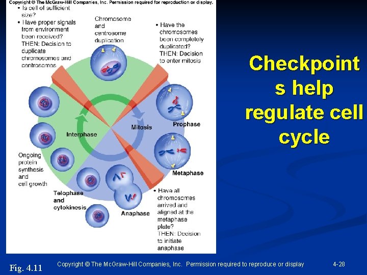 Checkpoint s help regulate cell cycle Fig. 4. 11 Copyright © The Mc. Graw-Hill