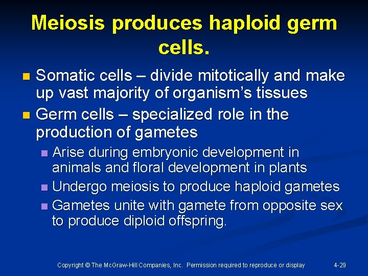 Meiosis produces haploid germ cells. Somatic cells – divide mitotically and make up vast