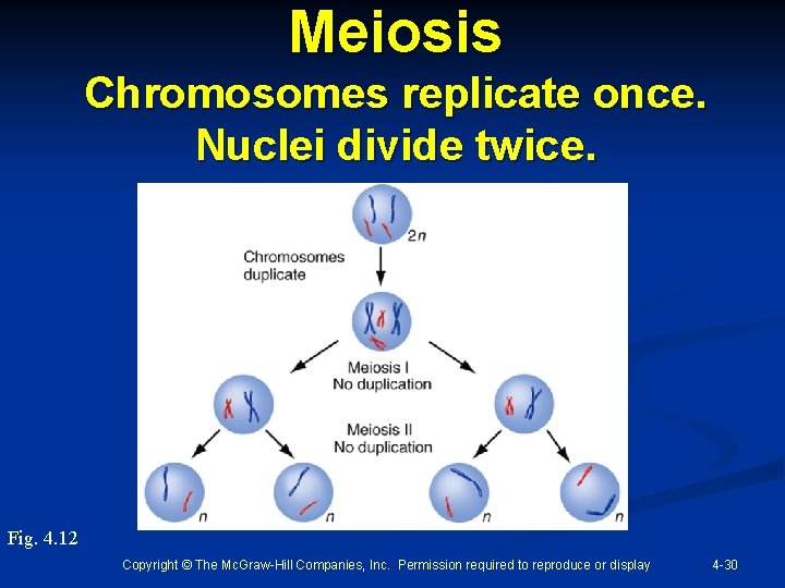 Meiosis Chromosomes replicate once. Nuclei divide twice. Fig. 4. 12 Copyright © The Mc.