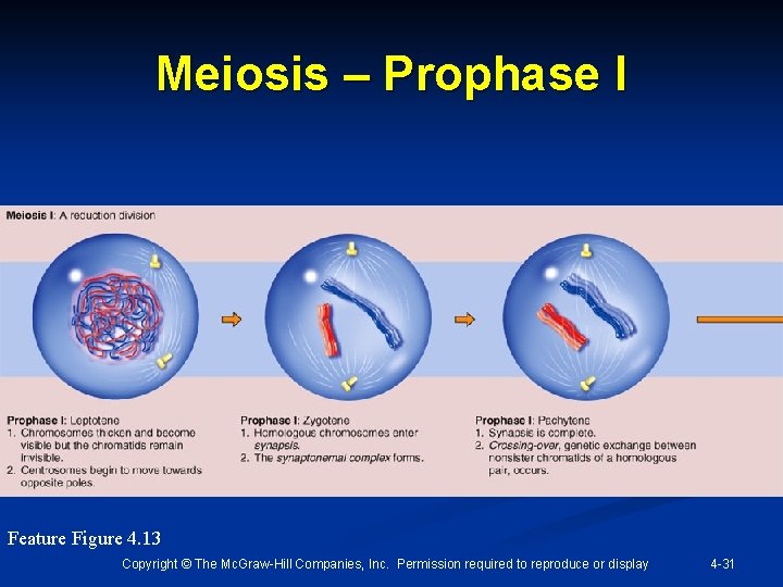 Meiosis – Prophase I Feature Figure 4. 13 Copyright © The Mc. Graw-Hill Companies,