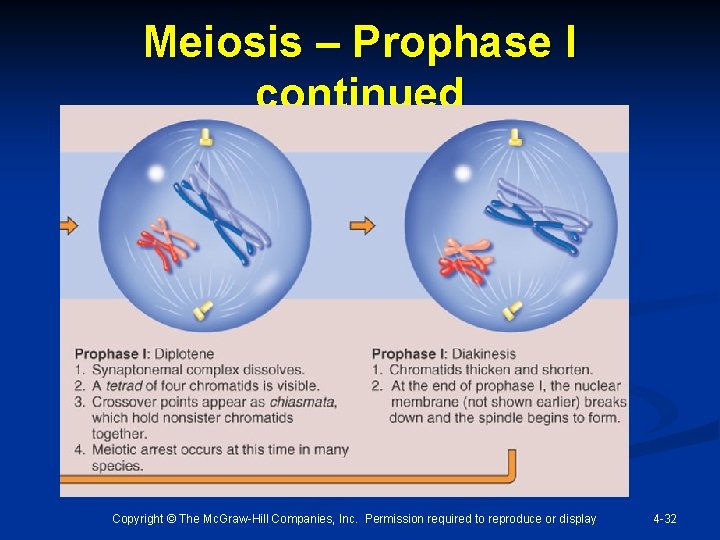 Meiosis – Prophase I continued Copyright © The Mc. Graw-Hill Companies, Inc. Permission required