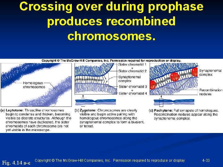 Crossing over during prophase produces recombined chromosomes. Fig. 4. 14 a-c Copyright © The