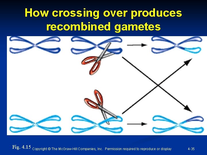 How crossing over produces recombined gametes Fig. 4. 15 Copyright © The Mc. Graw-Hill