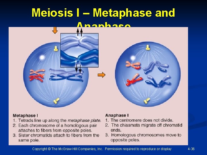 Meiosis I – Metaphase and Anaphase Copyright © The Mc. Graw-Hill Companies, Inc. Permission