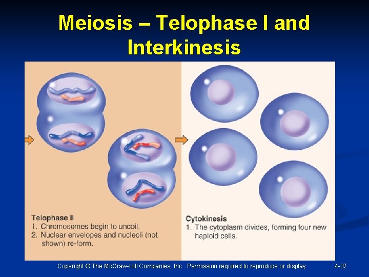 Meiosis – Telophase I and Interkinesis Copyright © The Mc. Graw-Hill Companies, Inc. Permission