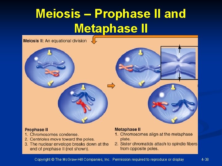 Meiosis – Prophase II and Metaphase II Copyright © The Mc. Graw-Hill Companies, Inc.