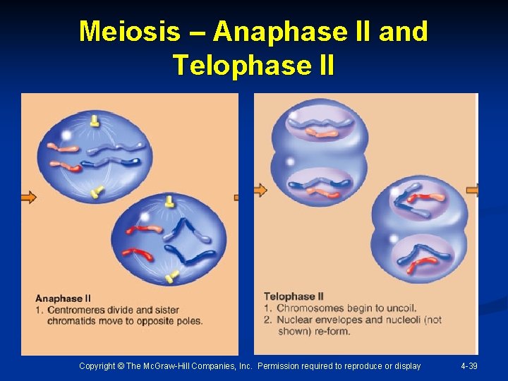 Meiosis – Anaphase II and Telophase II Copyright © The Mc. Graw-Hill Companies, Inc.