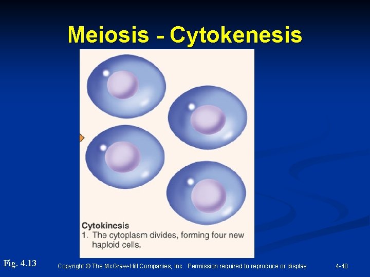 Meiosis - Cytokenesis Fig. 4. 13 Copyright © The Mc. Graw-Hill Companies, Inc. Permission