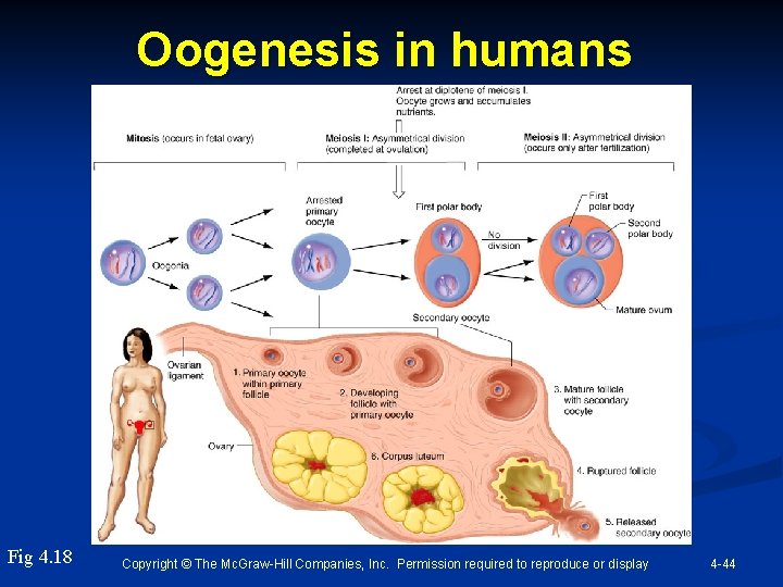 Oogenesis in humans Fig 4. 18 Copyright © The Mc. Graw-Hill Companies, Inc. Permission