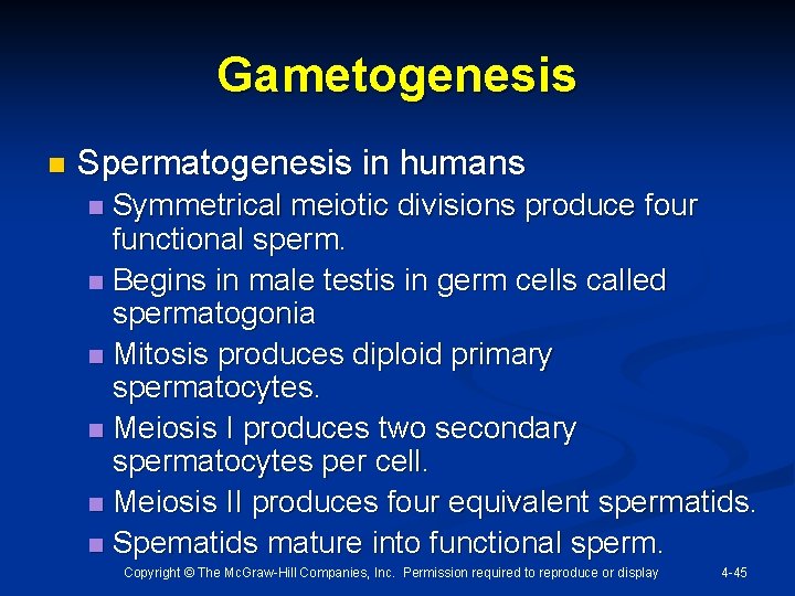 Gametogenesis n Spermatogenesis in humans Symmetrical meiotic divisions produce four functional sperm. n Begins