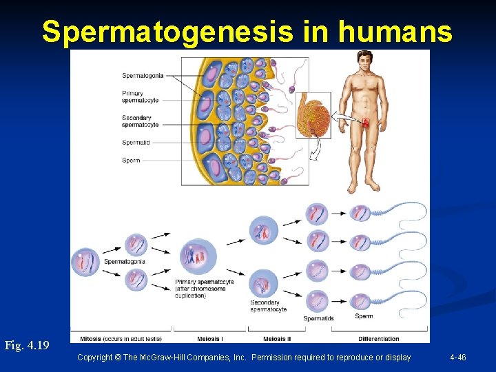 Spermatogenesis in humans Fig. 4. 19 Copyright © The Mc. Graw-Hill Companies, Inc. Permission