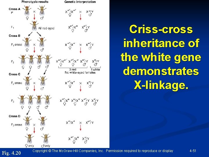Criss-cross inheritance of the white gene demonstrates X-linkage. Fig. 4. 20 Copyright © The