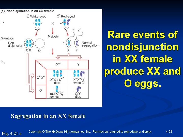 Rare events of nondisjunction in XX female produce XX and O eggs. Segregation in