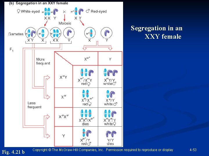 Segregation in an XXY female Fig. 4. 21 b Copyright © The Mc. Graw-Hill