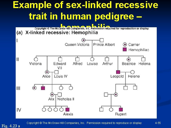 Example of sex-linked recessive trait in human pedigree – hemophilia Fig. 4. 23 a