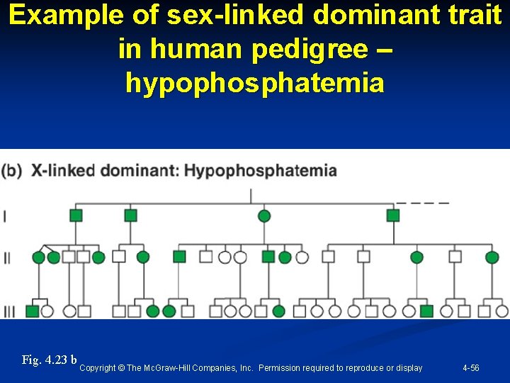 Example of sex-linked dominant trait in human pedigree – hypophosphatemia Fig. 4. 23 b