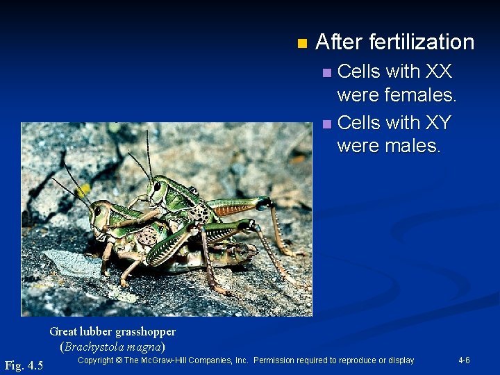 n After fertilization Cells with XX were females. n Cells with XY were males.