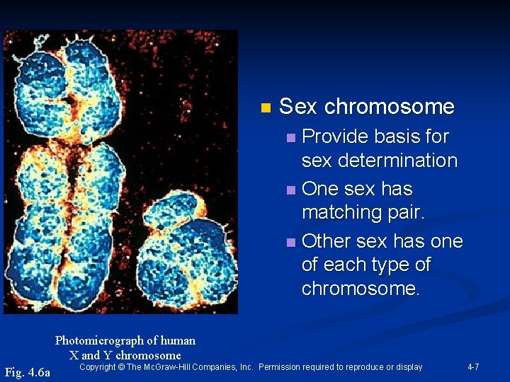 n Sex chromosome Provide basis for sex determination n One sex has matching pair.