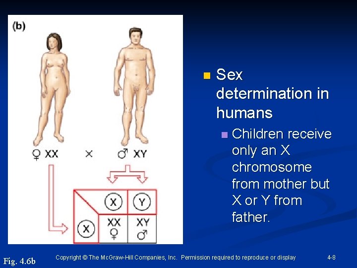 n Sex determination in humans n Fig. 4. 6 b Children receive only an
