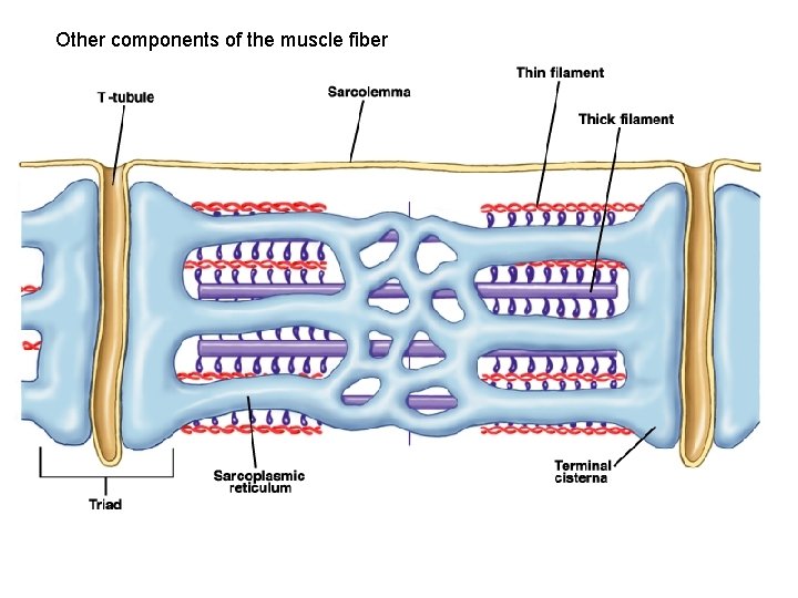 Other components of the muscle fiber 