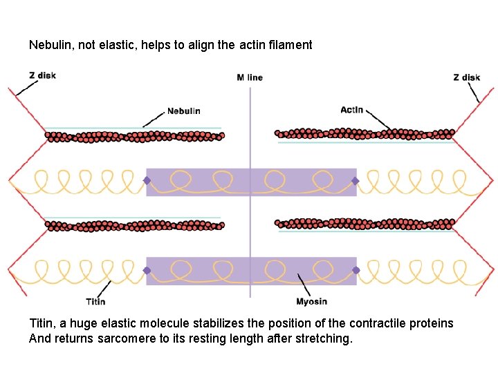 Nebulin, not elastic, helps to align the actin filament Titin, a huge elastic molecule