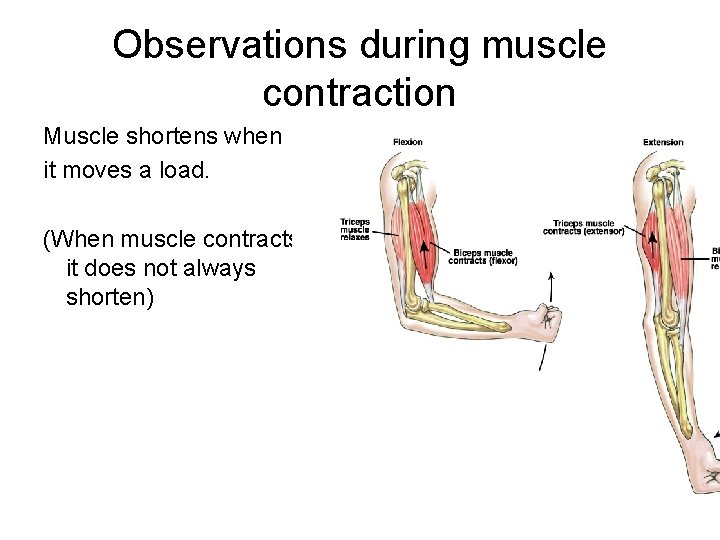 Observations during muscle contraction Muscle shortens when it moves a load. (When muscle contracts,