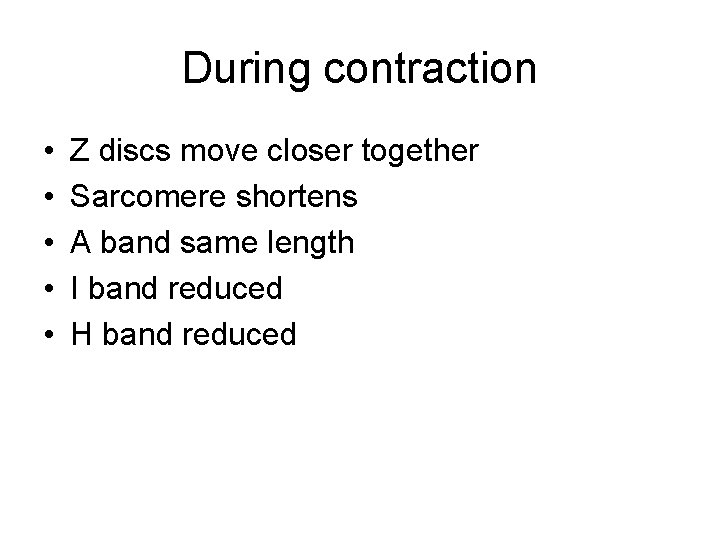 During contraction • • • Z discs move closer together Sarcomere shortens A band