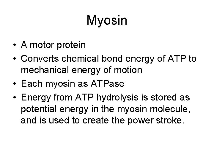 Myosin • A motor protein • Converts chemical bond energy of ATP to mechanical