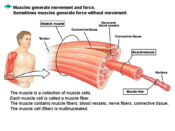 Muscles generate movement and force. Sometimes muscles generate force without movement. The muscle is