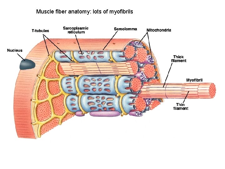 Muscle fiber anatomy: lots of myofibrils 