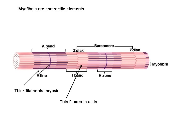 Myofibrils are contractile elements. Thick filaments: myosin Thin filaments: actin 