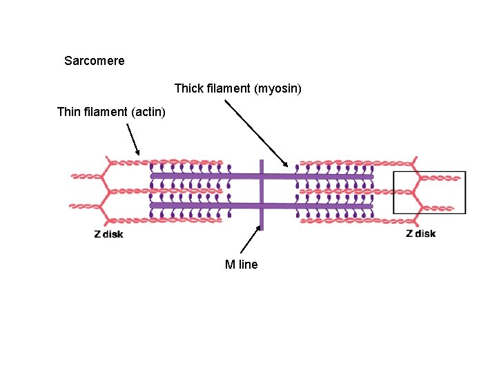 Sarcomere Thick filament (myosin) Thin filament (actin) M line 