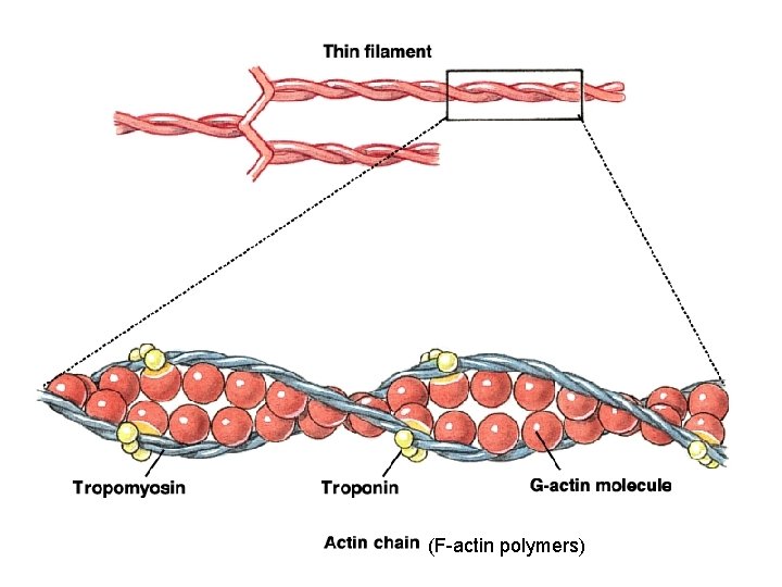 (F-actin polymers) 